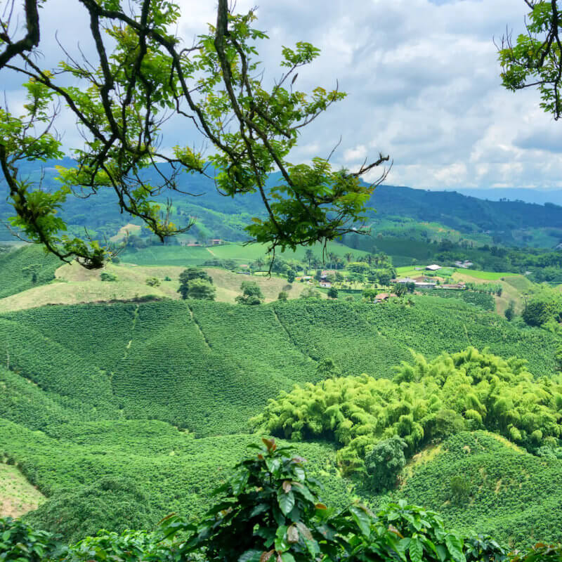 Panoramablick auf eine Kaffeeplantage, auf welcher der Rohkaffee wie für den fairen MAYOLA Kaffee angebaut wird.